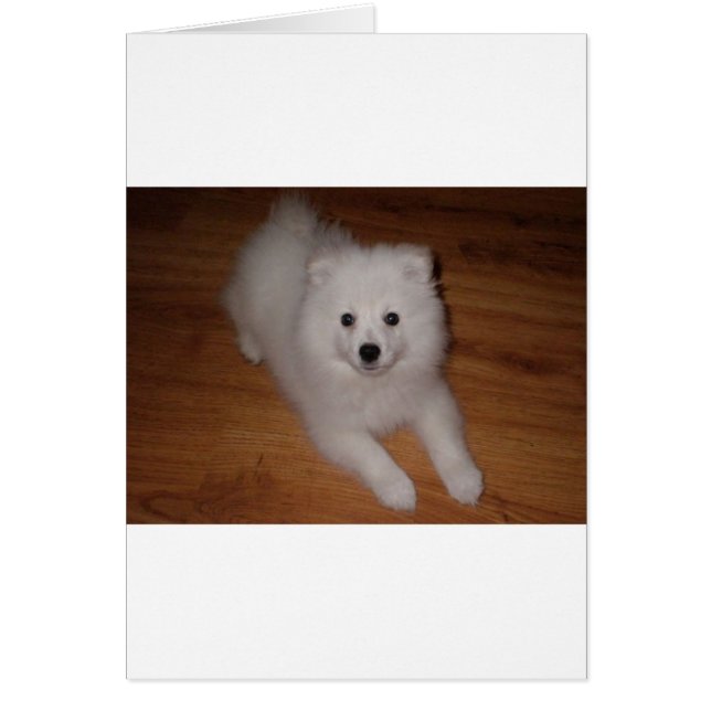 American_Eskimo_Dog_puppy (Front)
