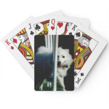 American Eskimo (Eskie) weaving in Shadow