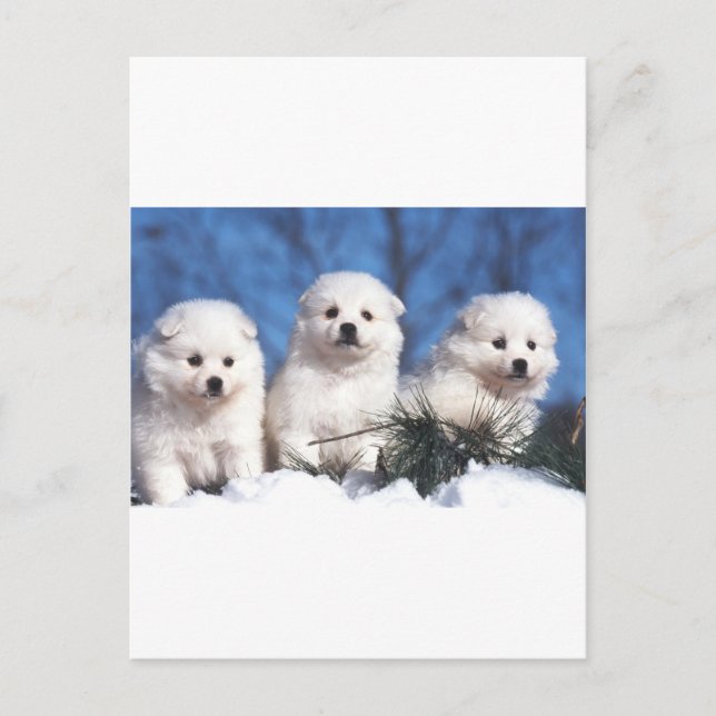 American Eskimo puppy card (Front)