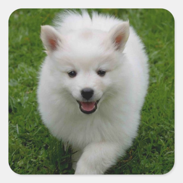 American Eskimo Puppy Dog Sticker / Label (Front)