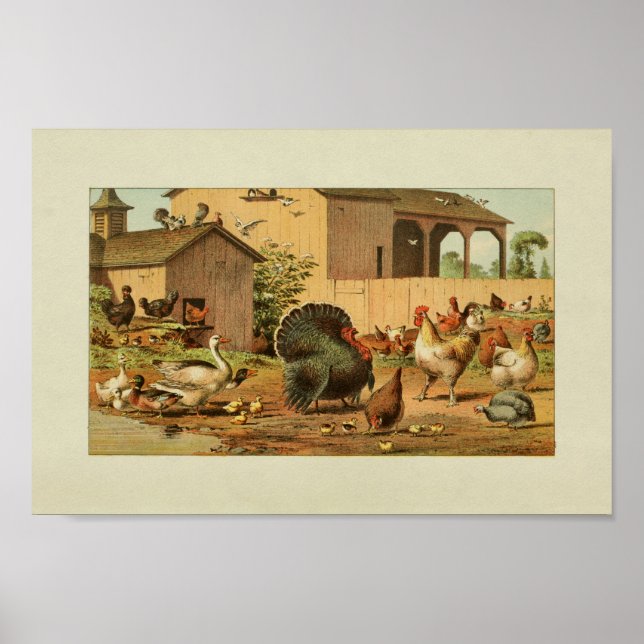 American Farmer Vintage Print Turkey Ducks (Front)