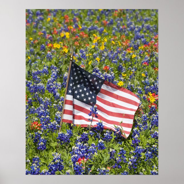 American Flag in field of Blue Bonnets, Poster (Front)
