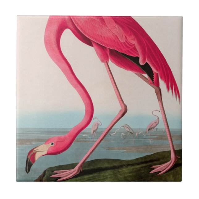 American Flamingo Birds of America Audubon Print Tile (Front)