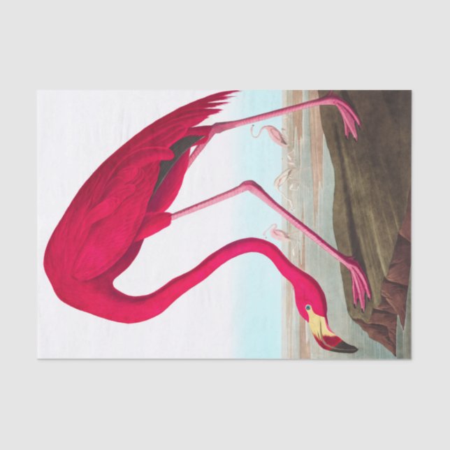 American Flamingo by John James Audubon Tissue Paper (Front)