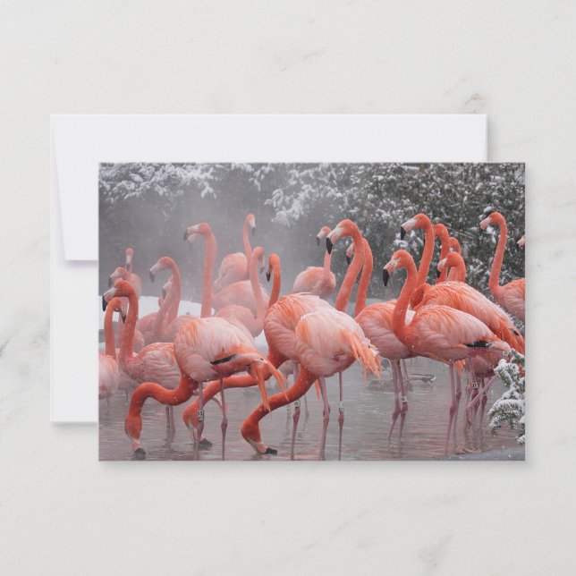 American Flamingo    Card (Front)