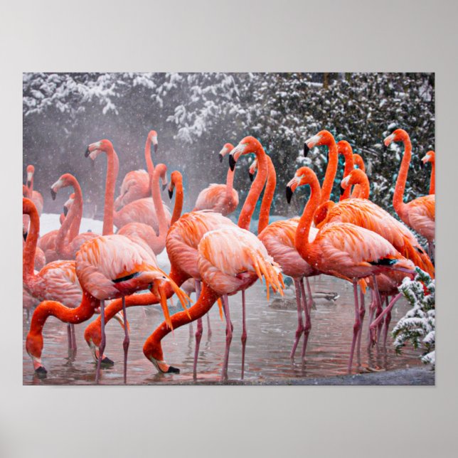 American Flamingo, colourful bird,   Poster (Front)