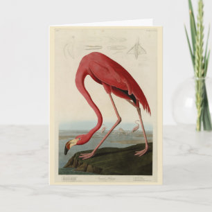 American Flamingo from Audubon's Birds of America Card
