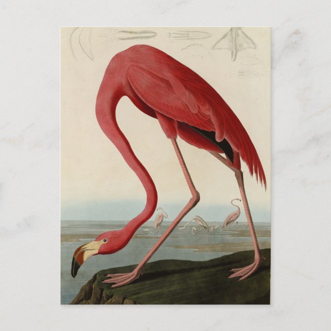 American Flamingo from Audubon's Birds of America Postcard (Front)