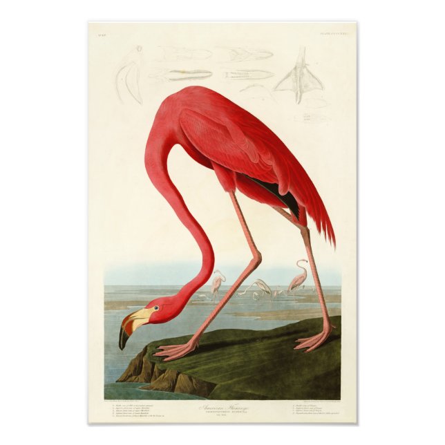 American Flamingo John Audubon Birds of America Photo Print (Front)