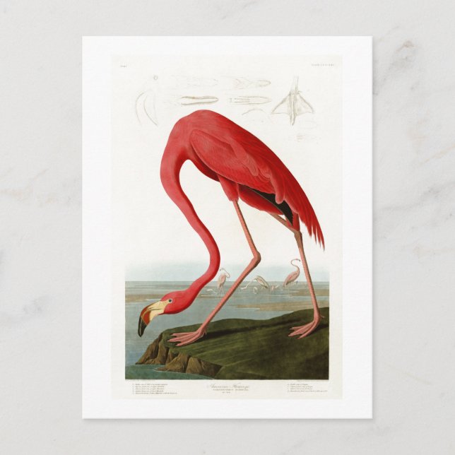 American Flamingo John Audubon Birds of America Postcard (Front)