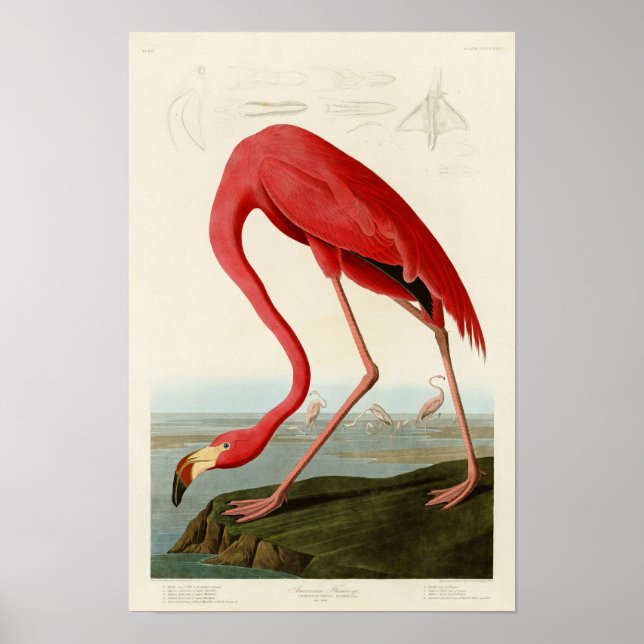 American Flamingo John Audubon Birds of America Poster (Front)