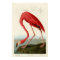 American Flamingo John Audubon Birds of America