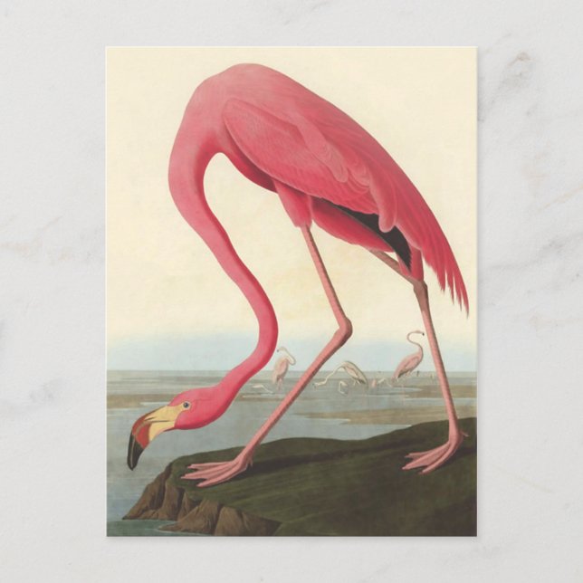 American Flamingo | John James Audubon Postcard (Front)