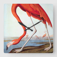 American Flamingo