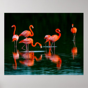 American flamingos with Reflections Resting and Fo Poster