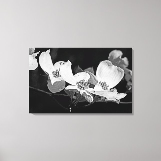 American Flowering Dogwood Blossoms  Black & White Canvas Print (Front)