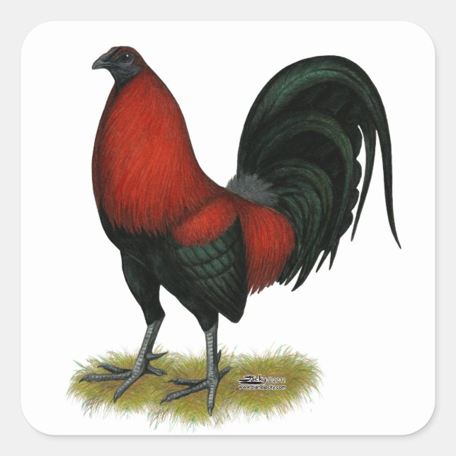 American Game BB Black Red Rooster Square Sticker (Front)