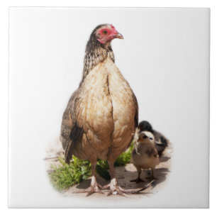 American Game Hen and Baby Chickens Tile