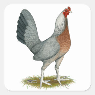 American Game Hen Silver Blue Square Sticker