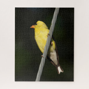 American Gold Finch -Dark Green background Jigsaw Puzzle
