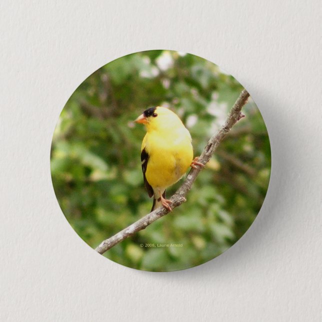 American Goldfinch 2 Inch Round Button (Front)