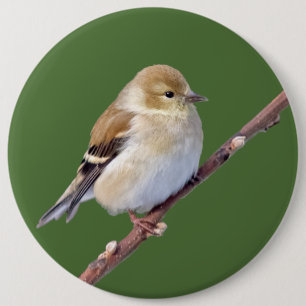 American Goldfinch 6 Inch Round Button