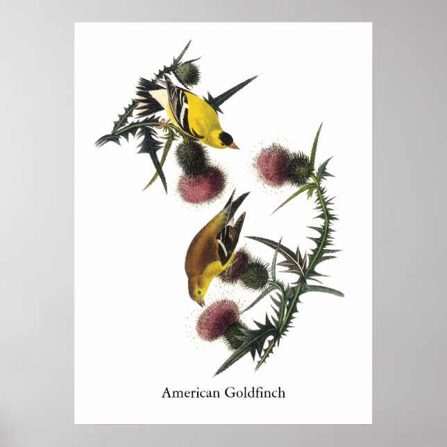 American Goldfinch, Audubon Poster (Front)