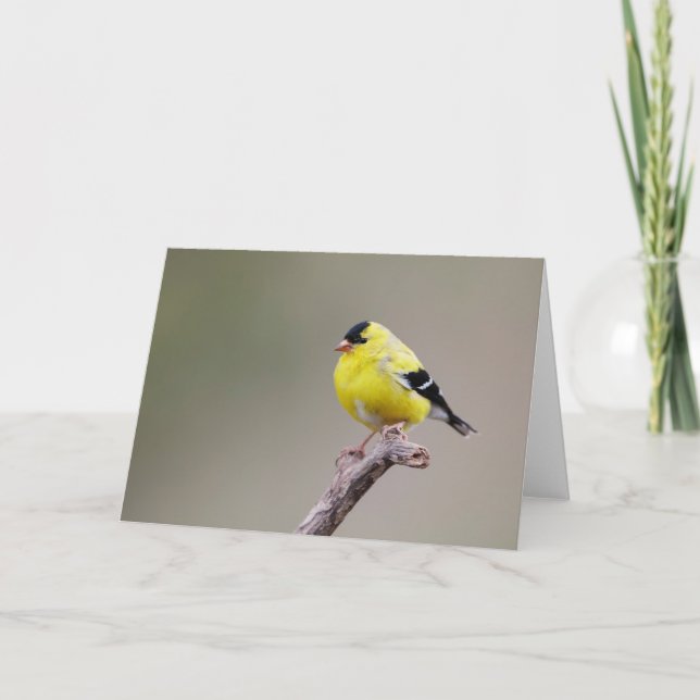 American Goldfinch Bird Card (Front)