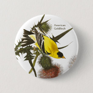American Goldfinch by John James Audubon, Bird 2 Inch Round Button