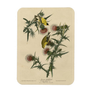 American Goldfinch from Audubon's Birds of America Magnet