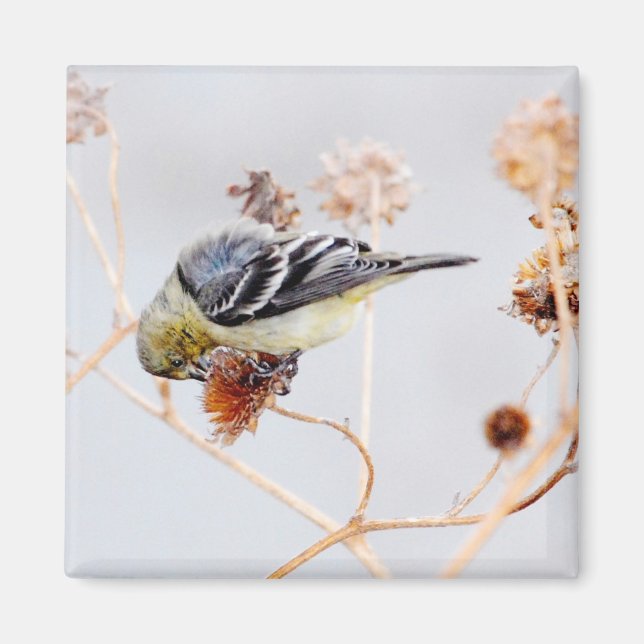 American Goldfinch Magnet (Front)