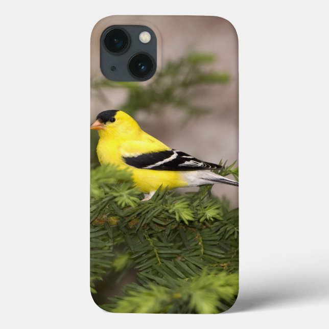 American Goldfinch male in a tree Case-Mate iPhone Case (Back)