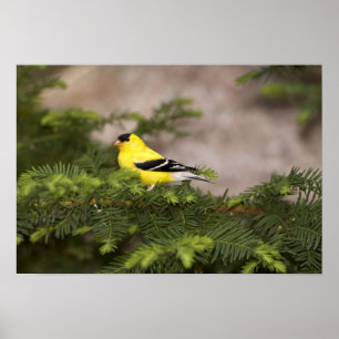 American Goldfinch male in a tree Poster