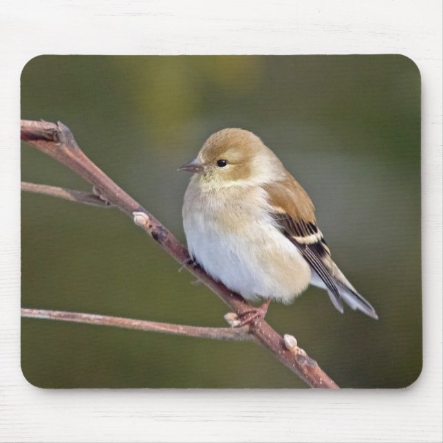 American Goldfinch Mouse Pad (Front)