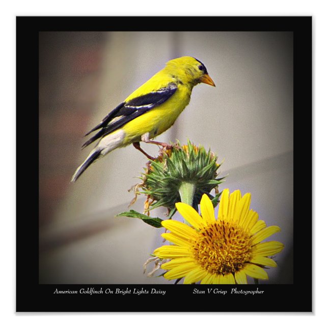 American Goldfinch On Daisy Wall Art Print (Front)