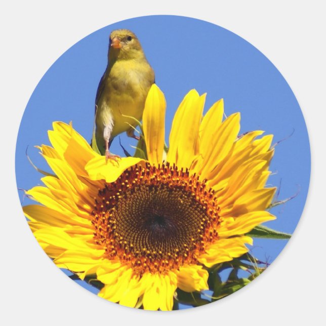 American Goldfinch on Sunflower Classic Round Sticker (Front)