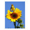 American Goldfinch on Sunflower