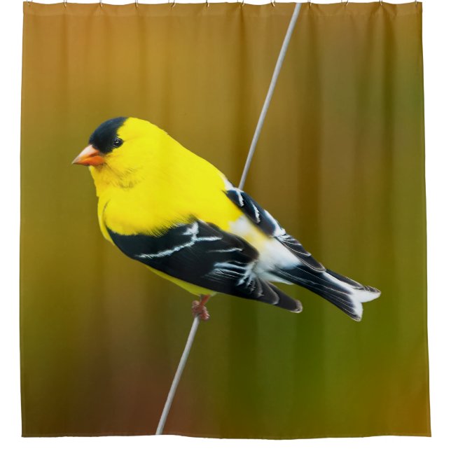 American Goldfinch - Original Photograph (Front)