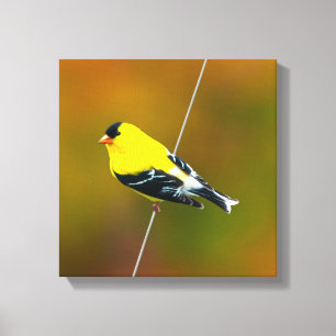 American Goldfinch - Original Photograph Canvas Print