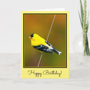 American Goldfinch - Original Photograph Card