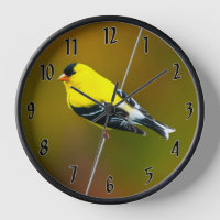 American Goldfinch - Original Photograph