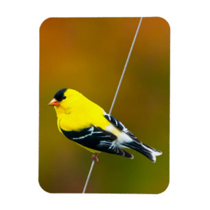American Goldfinch - Original Photograph Magnet