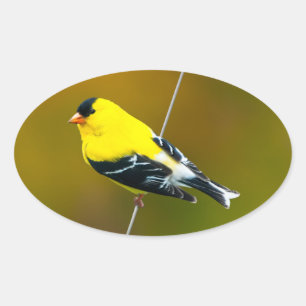 American Goldfinch - Original Photograph Oval Sticker