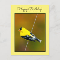 American Goldfinch - Original Photograph