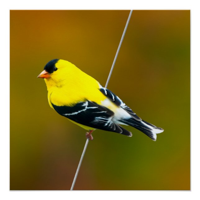 American Goldfinch - Original Photograph Poster (Front)