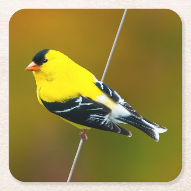American Goldfinch - Original Photograph Square Paper Coaster (Front)