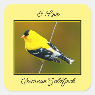 American Goldfinch - Original Photograph Square Sticker