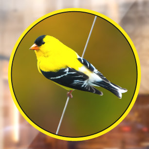 American Goldfinch - Original Photograph Window Cling