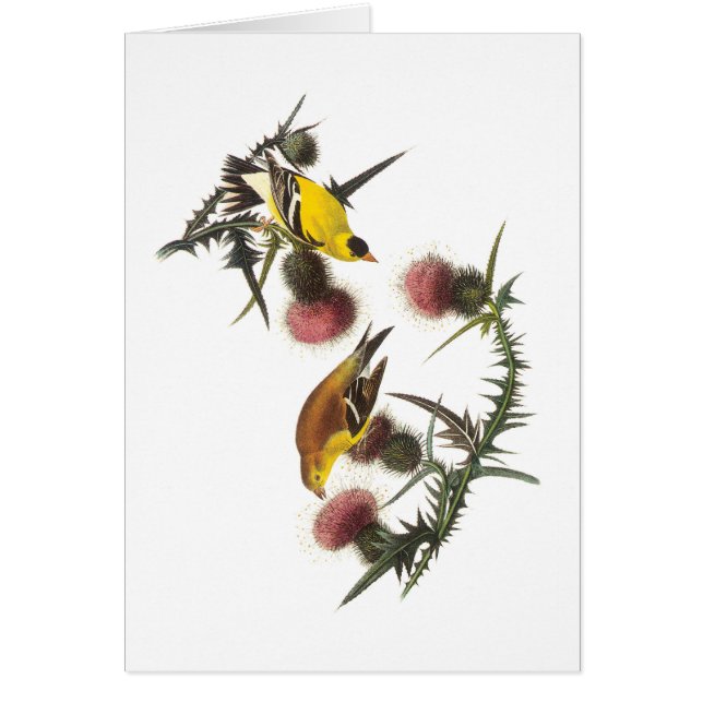 American Goldfinch par Audubon (Devant)