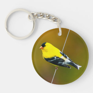 American Goldfinch - Photo originale